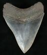 Nice Fossil Megalodon Tooth - Serrated #13374-2